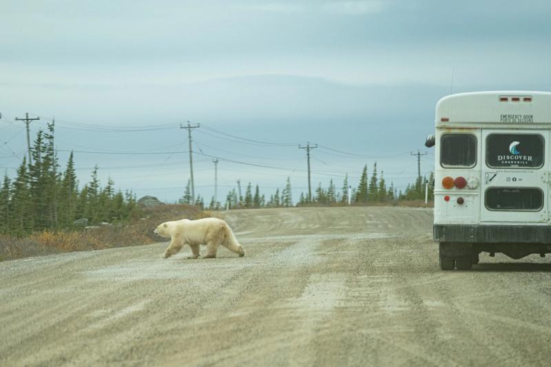 A polar bear crosses the road next to a tourist van in Churchill, Manitoba on September 26, 2026.