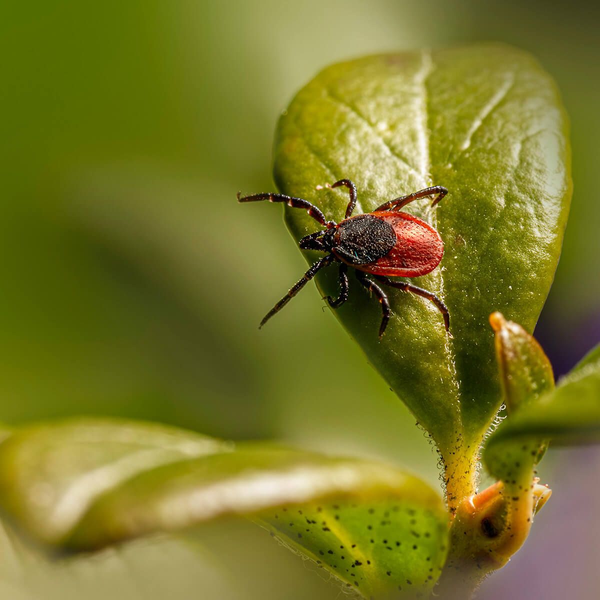 Deer tick on green leaf for a piece on ticks' growing populations in Canadao