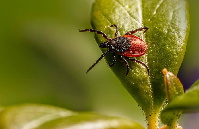 Deer tick on green leaf for a piece on ticks' growing populations in Canadao