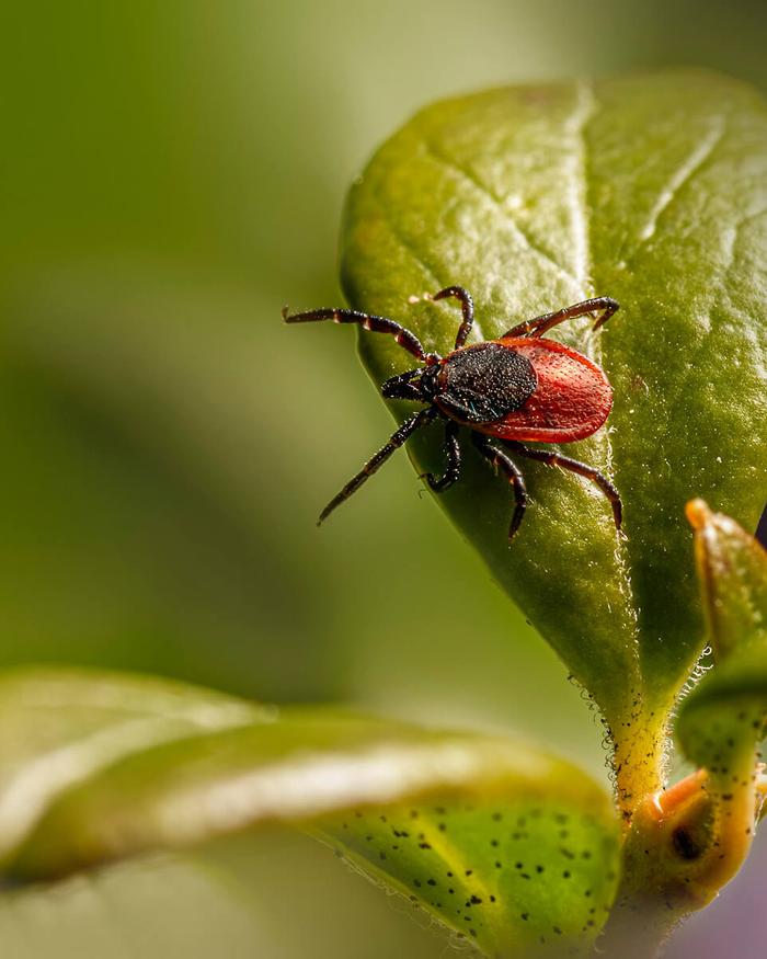 Deer tick on green leaf for a piece on ticks' growing populations in Canadao