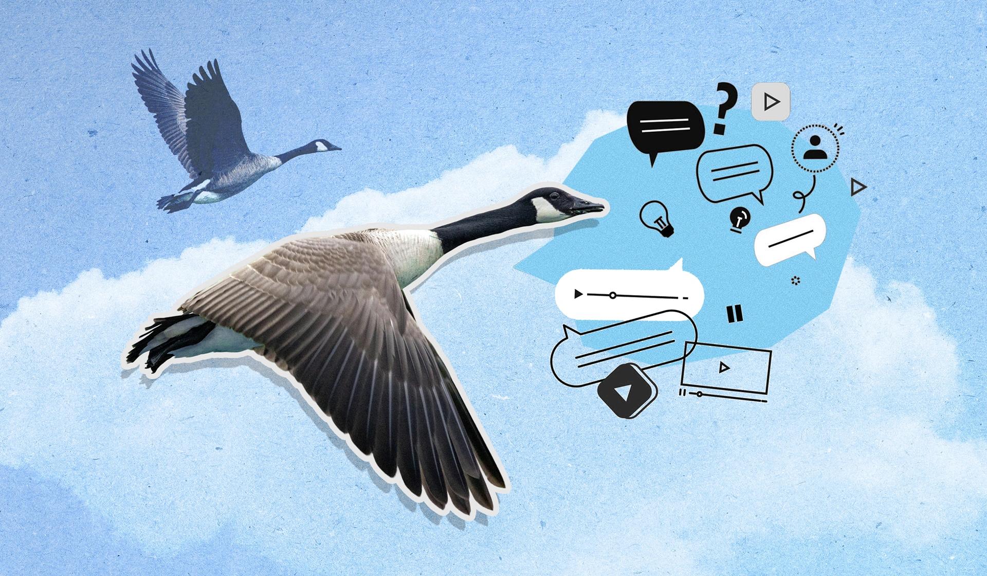 Canada geese flying in the blue sky with clouds and text boxes and social media-type symbols floating near the goose in the foreground