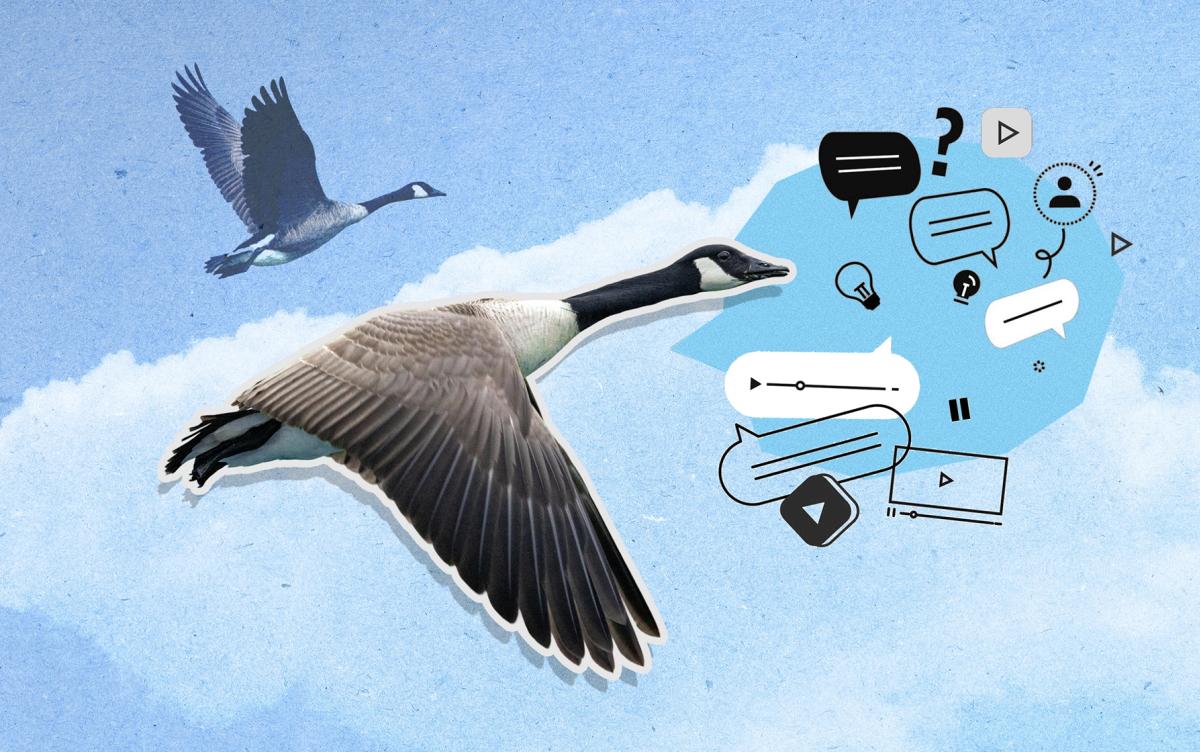 Canada geese flying in the blue sky with clouds and text boxes and social media-type symbols floating near the goose in the foreground