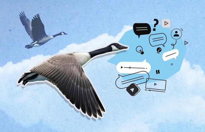 Canada geese flying in the blue sky with clouds and text boxes and social media-type symbols floating near the goose in the foreground
