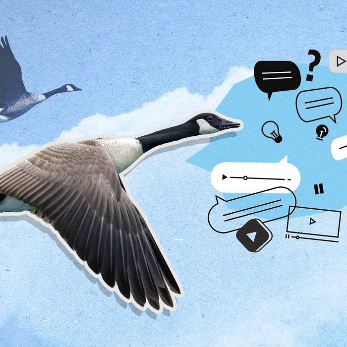 Canada geese flying in the blue sky with clouds and text boxes and social media-type symbols floating near the goose in the foreground