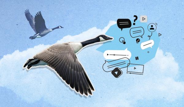 Canada geese flying in the blue sky with clouds and text boxes and social media-type symbols floating near the goose in the foreground