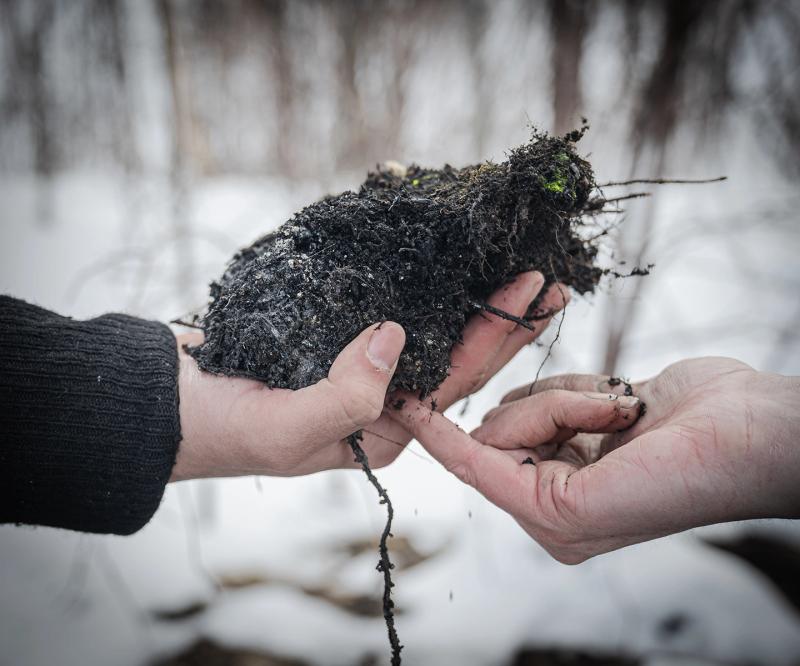 A hand holding turf from an overwinter or “zombie” fire north of Fort Nelson, BC