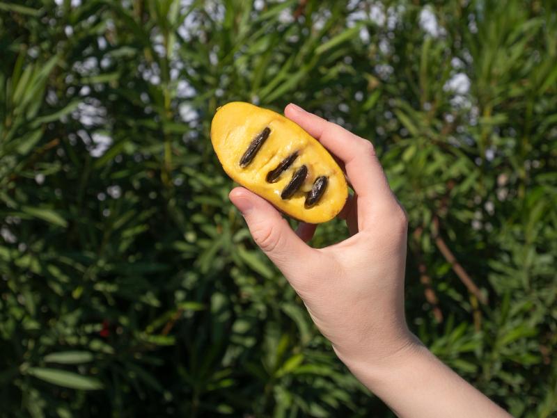 Pawpaws taste far more tropical than you’d expect from a North American fruit – like a delicious cross between a banana and a mango.