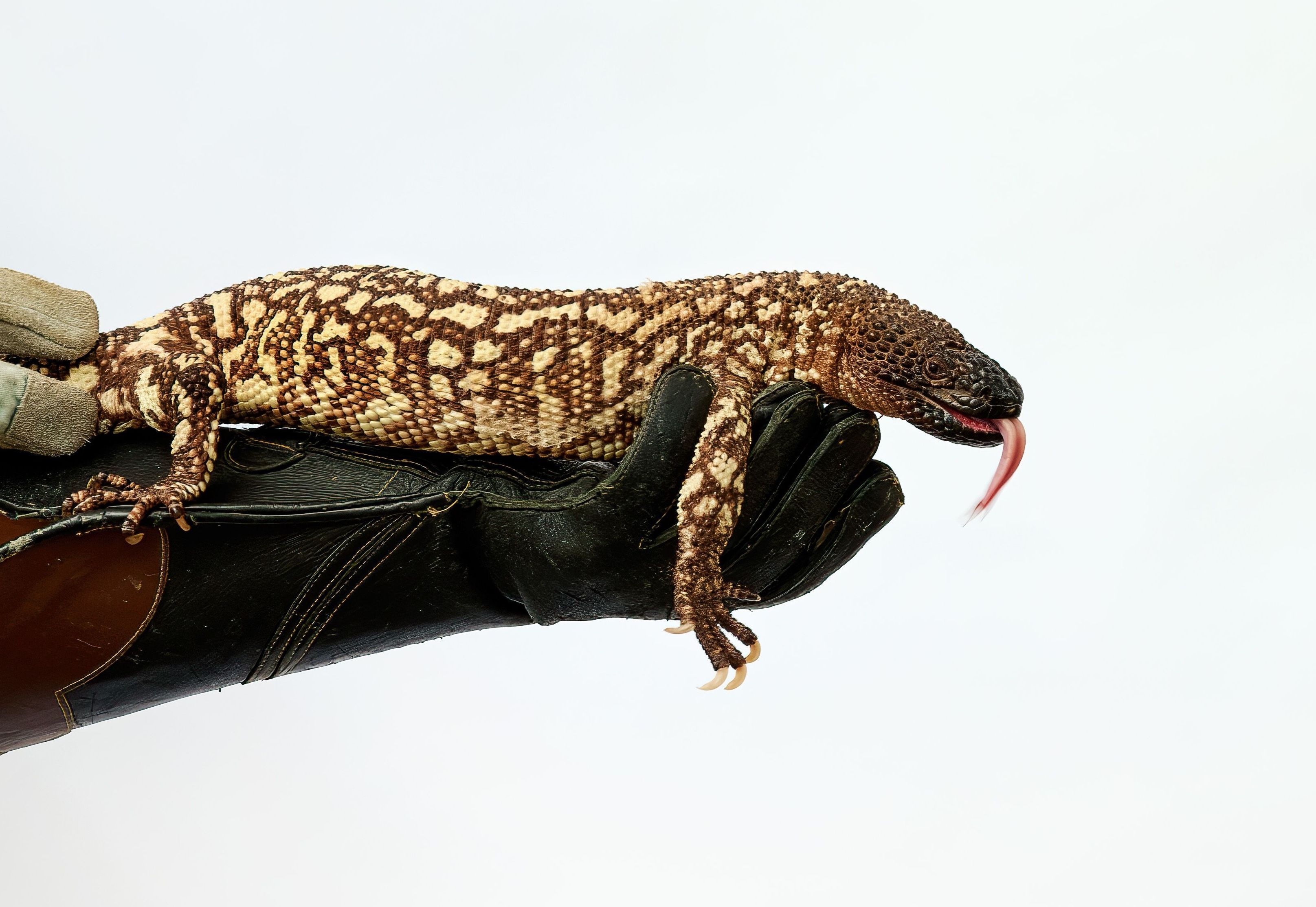 A gila lying on a gloved hand