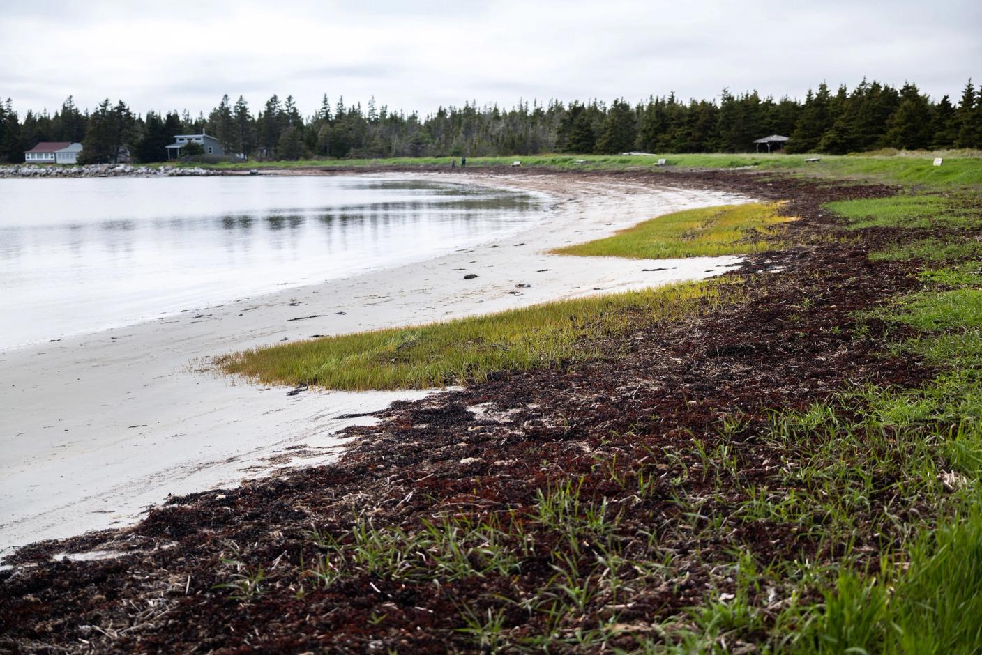 Coastal scientist Cristina Pereira says “A beach is not supposed to have so much green.“
