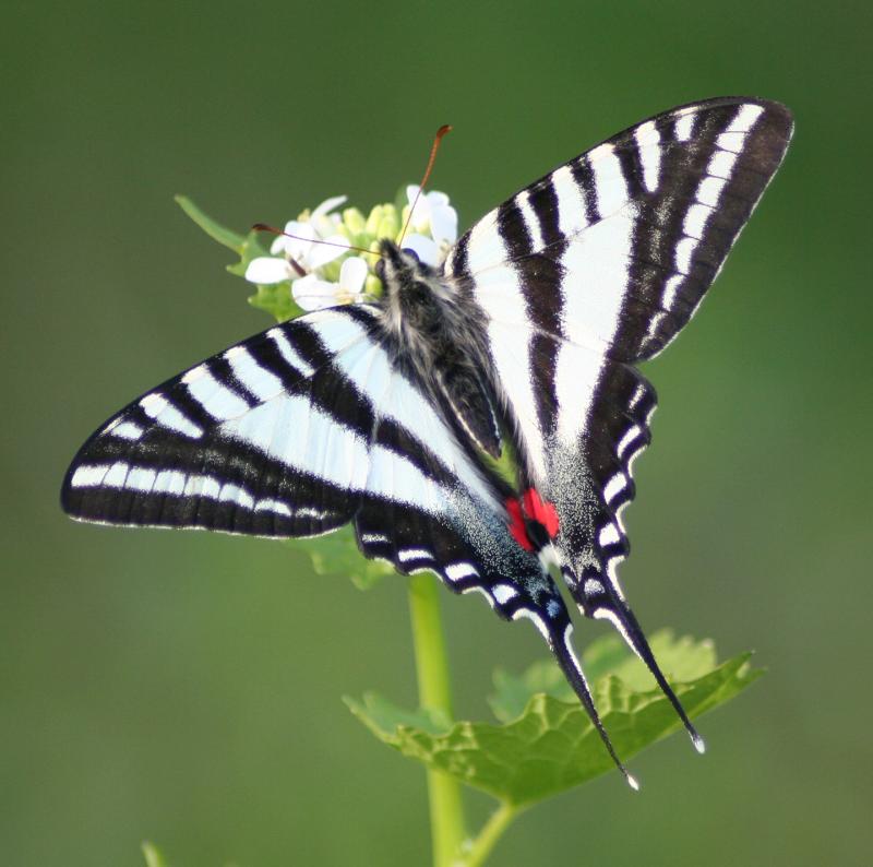 A zebra swallowtail butterfly. Most insects that eat pawpaws' toxic leaves will die – except for the zebra swallowtail caterpillar.