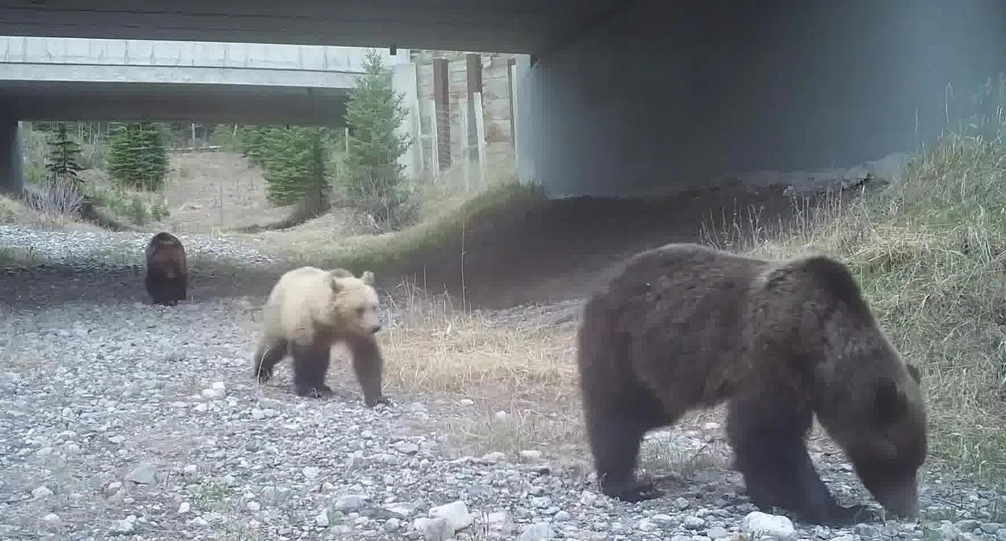 How the grizzly crossed the road