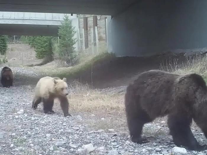How the grizzly crossed the road