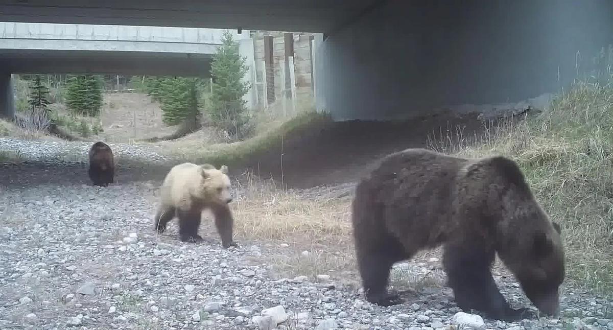 Hidden Canadian passageways are helping wildlife cross the road – and saving lives