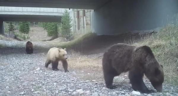 Hidden Canadian passageways are helping wildlife cross the road – and saving lives