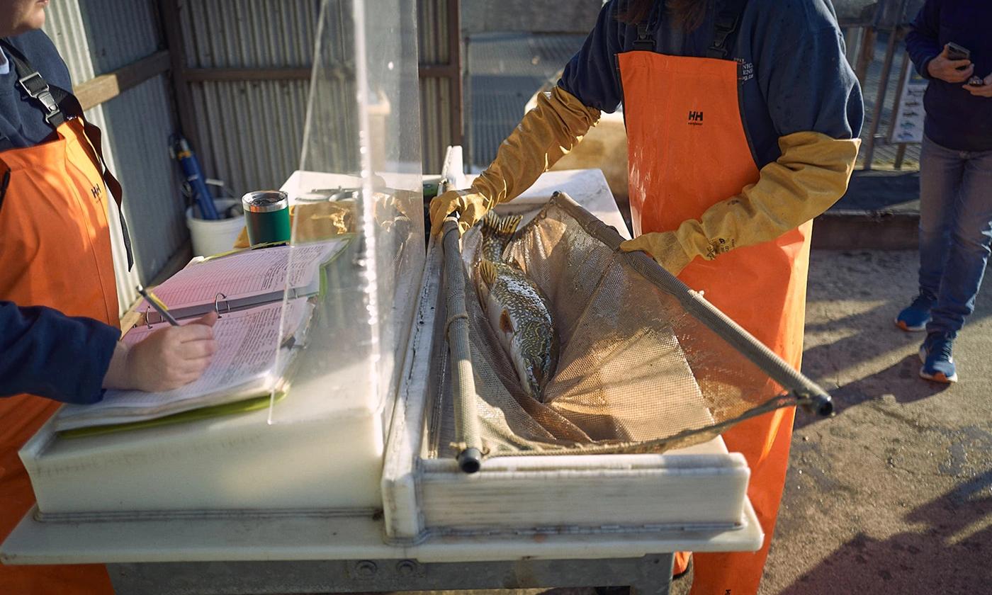 A northern pike in a fish sling at the Hamilton Fishway