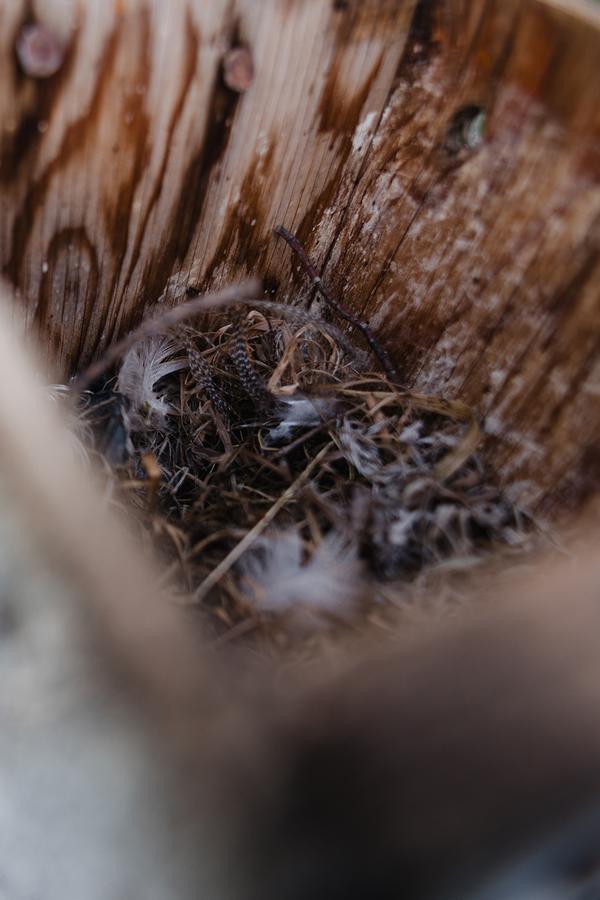 Inside Lorne Scott's bluebird house