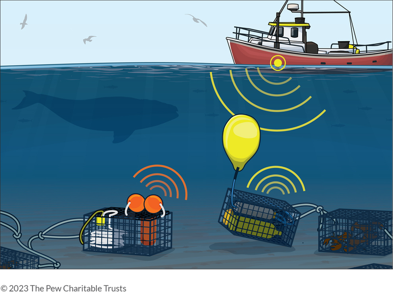A ropeless gear system removes the long stands of vertical buoy lines that typically hang in the water. Instead, the line is stored in the crate on the seafloor and is connected to a string of traps. An acoustic signal releases the crate lid, raising the coiled rope and buoys.