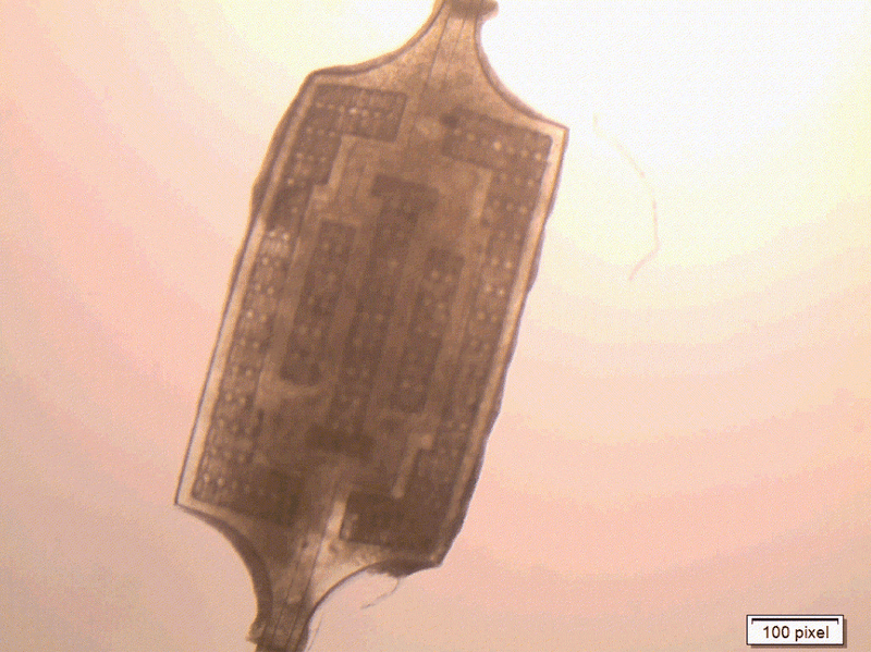A gif depicting the beating AngioChip