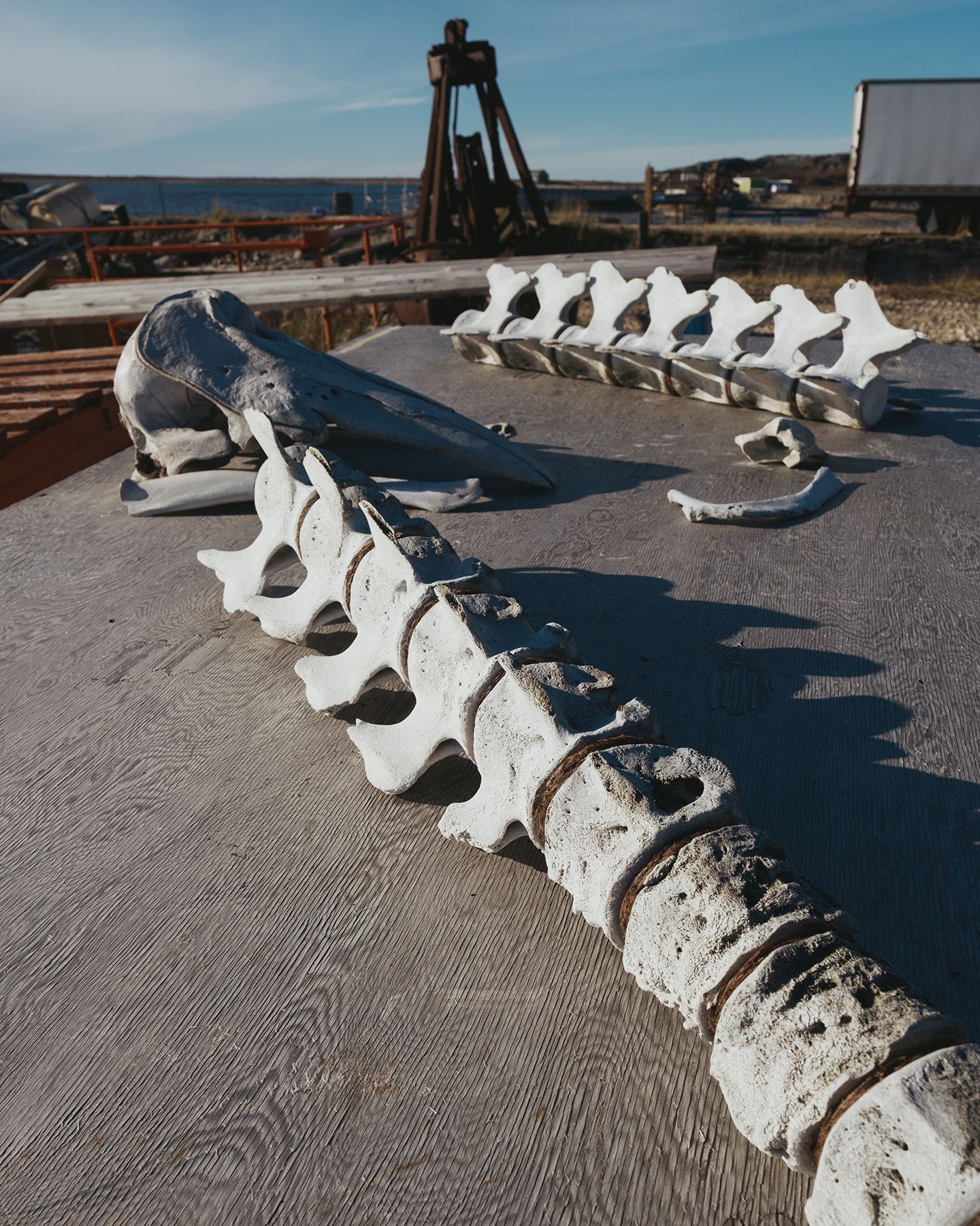 The vertebrae and skull of a beluga whale sits on a piece of wood in Churchill, Manitoba on September 25, 2026.