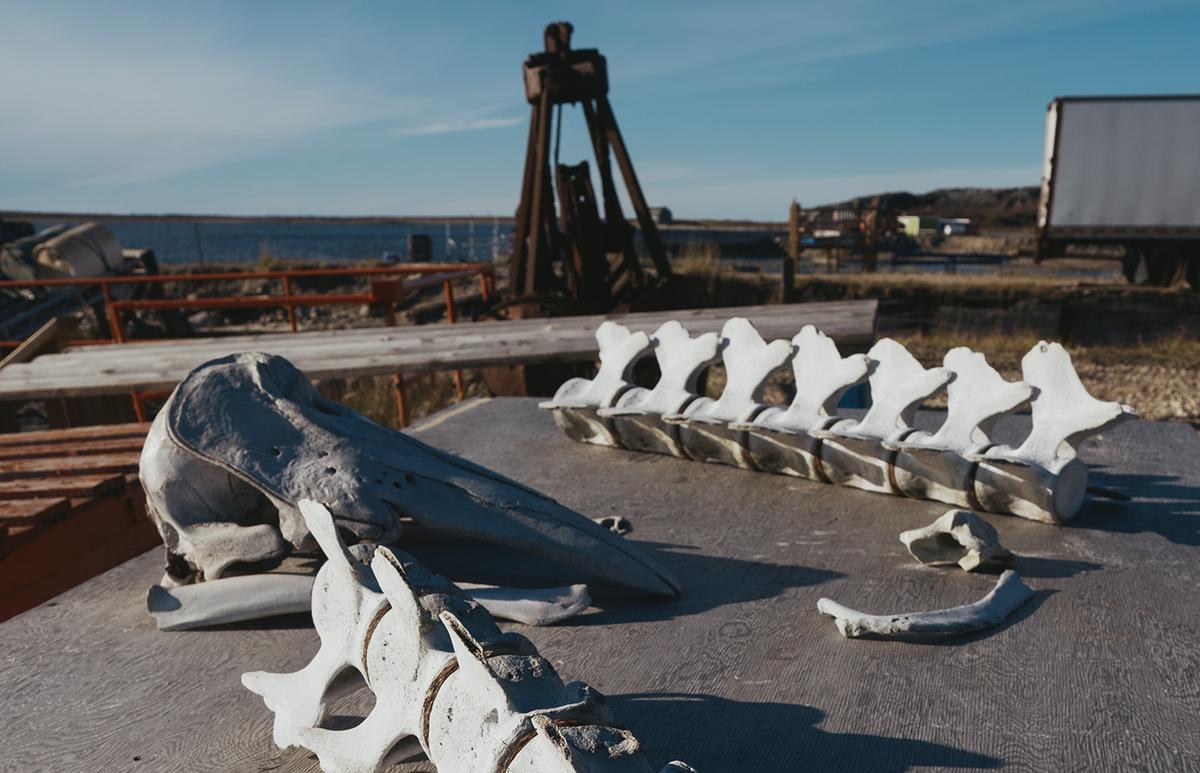 The vertebrae and skull of a beluga whale sits on a piece of wood in Churchill, Manitoba on September 25, 2026.