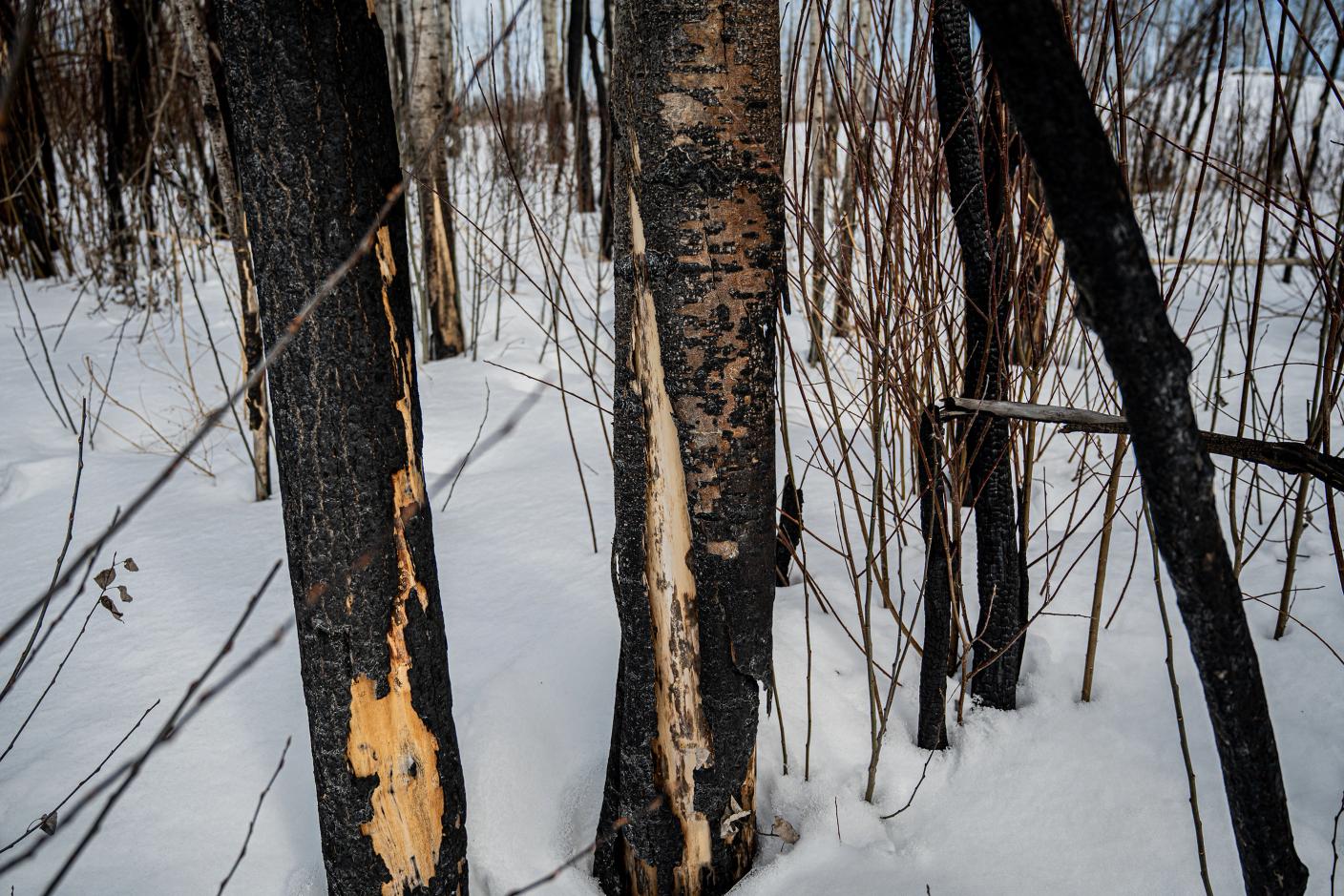 The trunks of burned trees showing the bark scorched away and mottled darkened bark