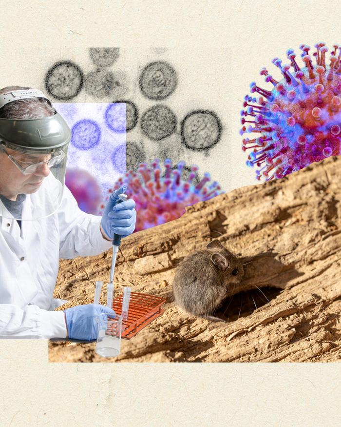 The search for answers on hantavirus