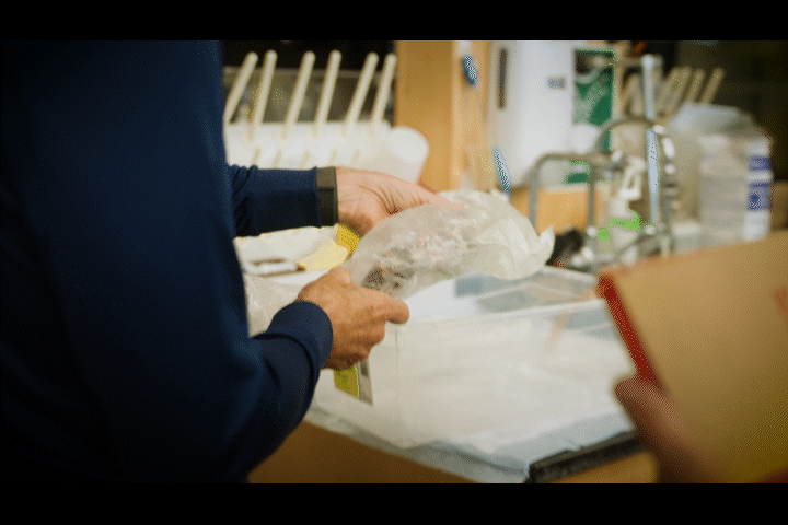 Daniel Drucker finding the original frozen Gila monster in his lab, covered in plastic