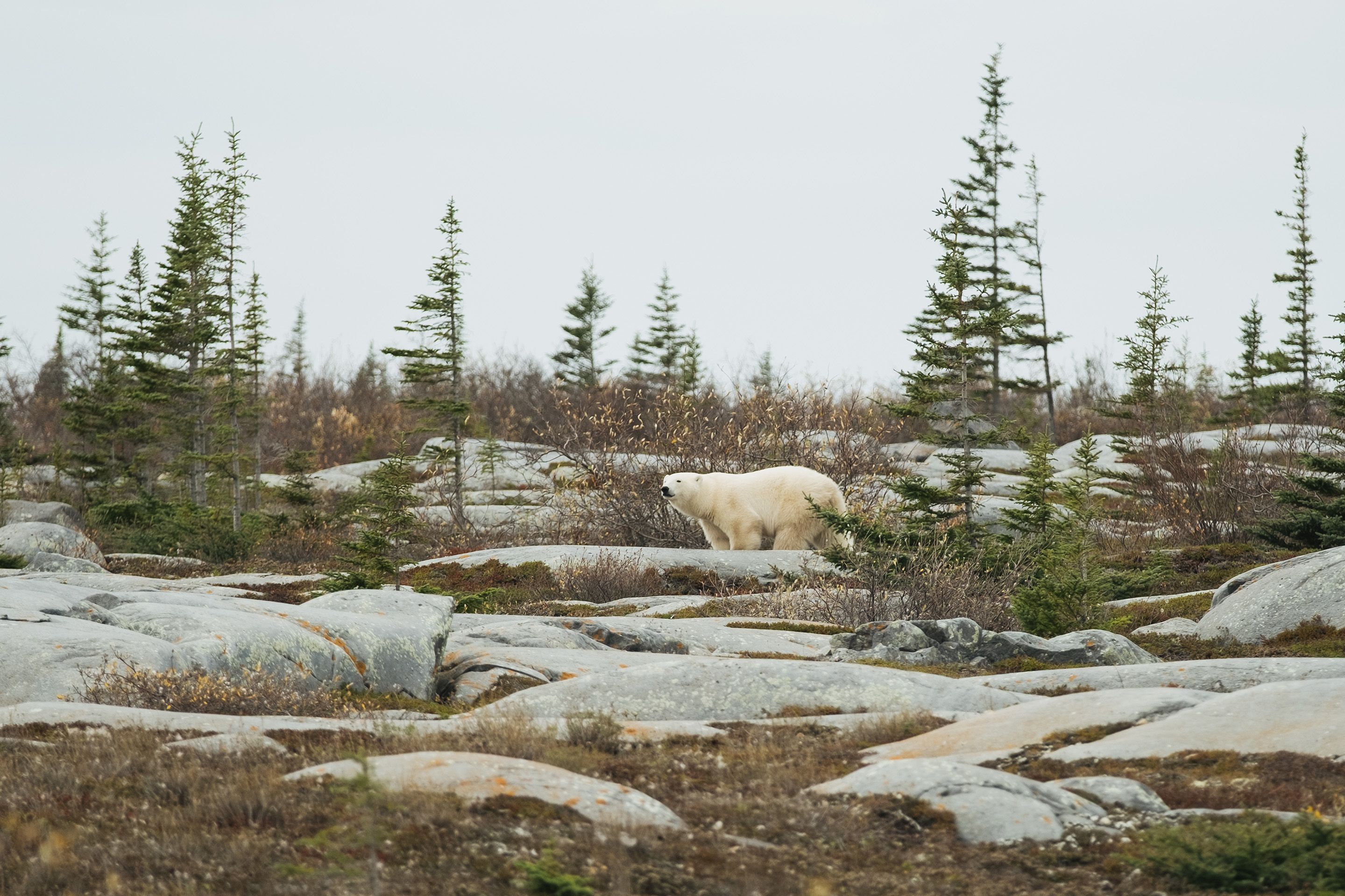 A polar bear walks through the landscape near Churchill, Manitoba on September 26, 2026.