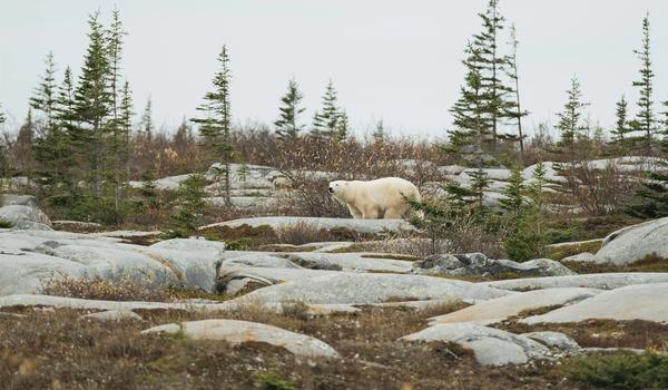 A polar bear walks through the landscape near Churchill, Manitoba on September 26, 2026.