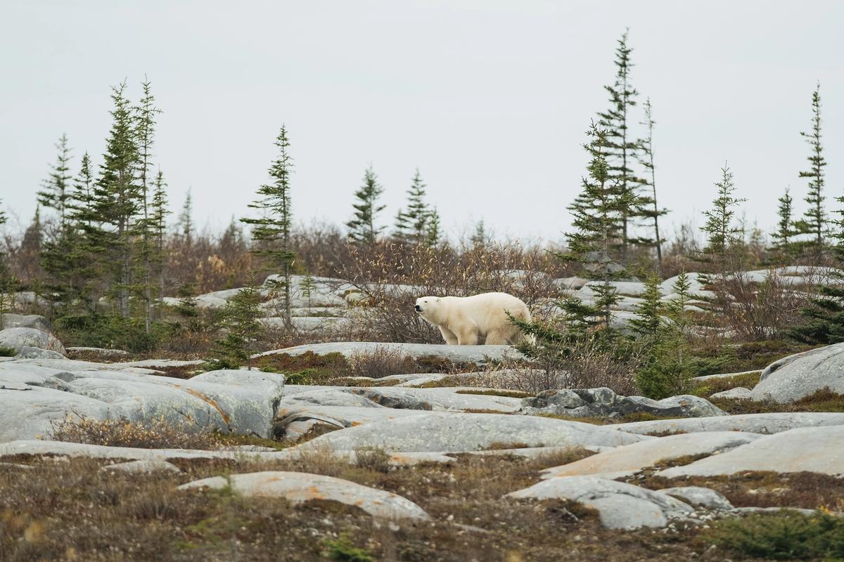 A polar bear walks through the landscape near Churchill, Manitoba on September 26, 2026.