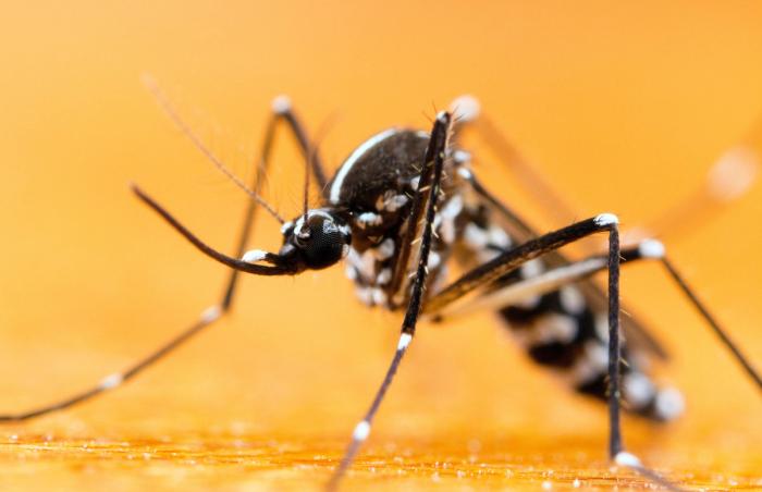 Tiger mosquitoes spread to Canada from Southeast Asia.