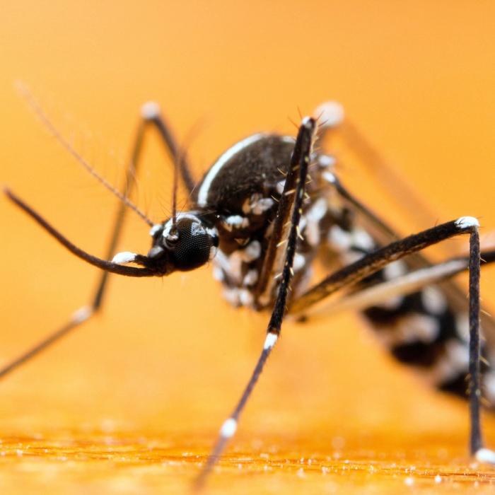 Tiger mosquitoes spread to Canada from Southeast Asia.