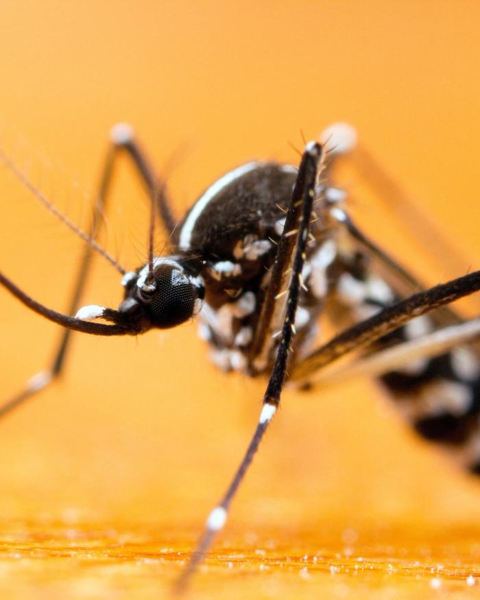 Tiger mosquitoes spread to Canada from Southeast Asia.