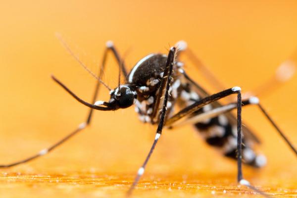 Tiger mosquitoes spread to Canada from Southeast Asia.