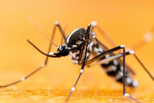 Tiger mosquitoes spread to Canada from Southeast Asia.