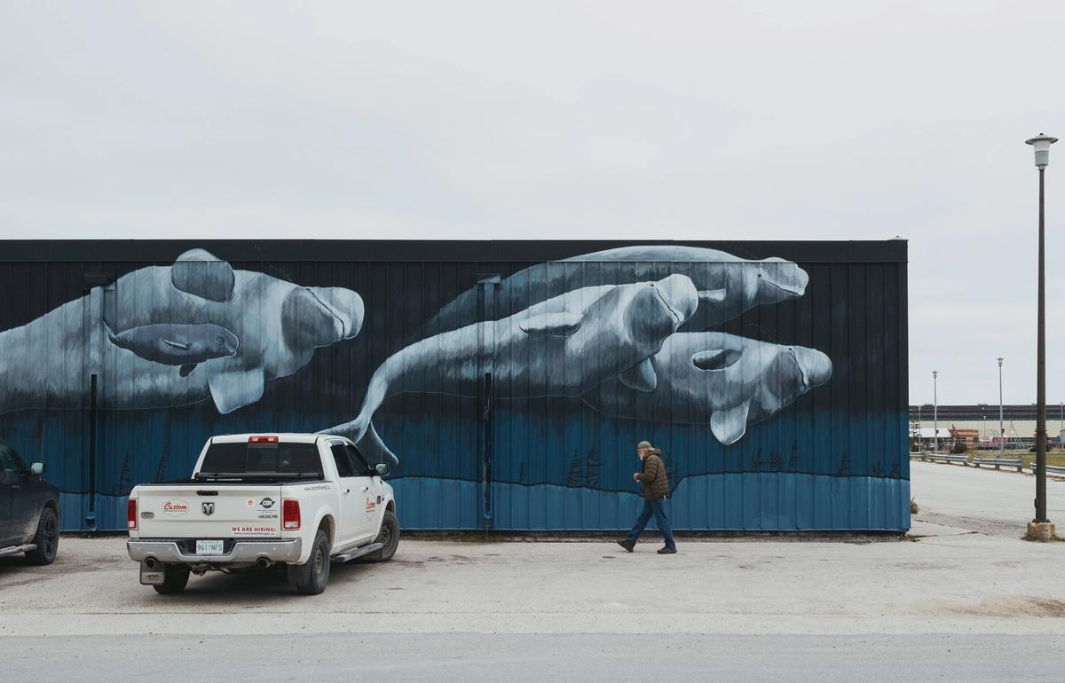 Dennis Compayre, known as The Polar Bear Whisperer, walks past a mural of beluga whales in Churchill, Manitoba on September 26, 2026. Compayre is a polar bear advocate and guide.