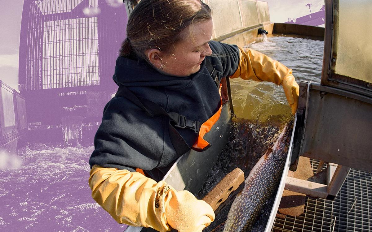 A pike and Royal Botanical Gardens worker at the Hamilton Fishways at Cootes Paradise Marsh