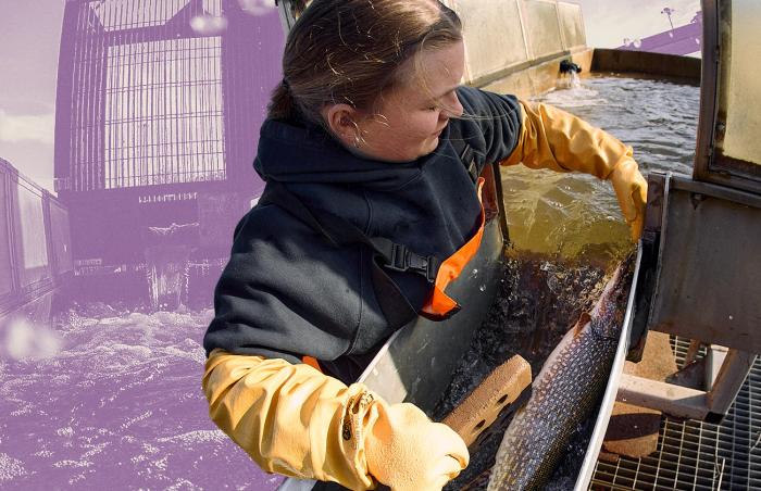 A pike and Royal Botanical Gardens worker at the Hamilton Fishways at Cootes Paradise Marsh