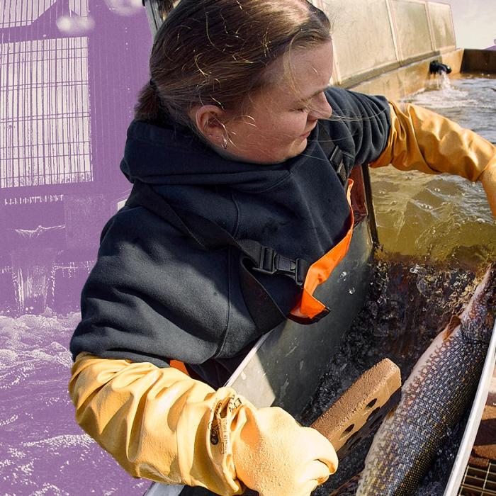 A pike and Royal Botanical Gardens worker at the Hamilton Fishways at Cootes Paradise Marsh