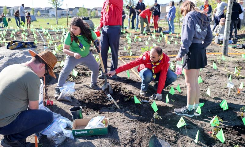 Volunteers crouch near green flags in dirt as they plant a tiny forest in Calgary