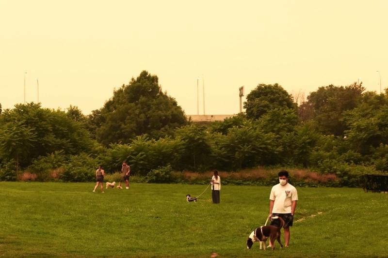 People walk their dogs in a park in downtown Toronto on July 15, 2026.