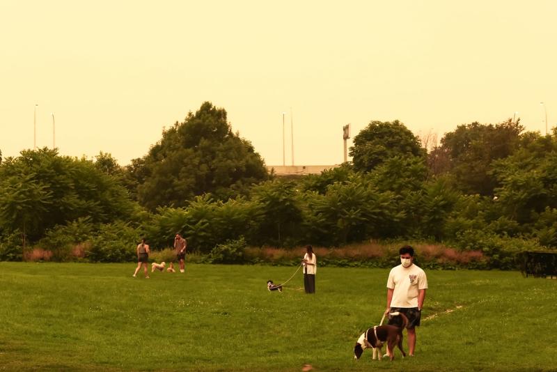 People walk their dogs in a park in downtown Toronto on July 15, 2026.