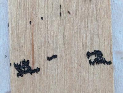 Patches of mosquito eggs on the collection sticks.