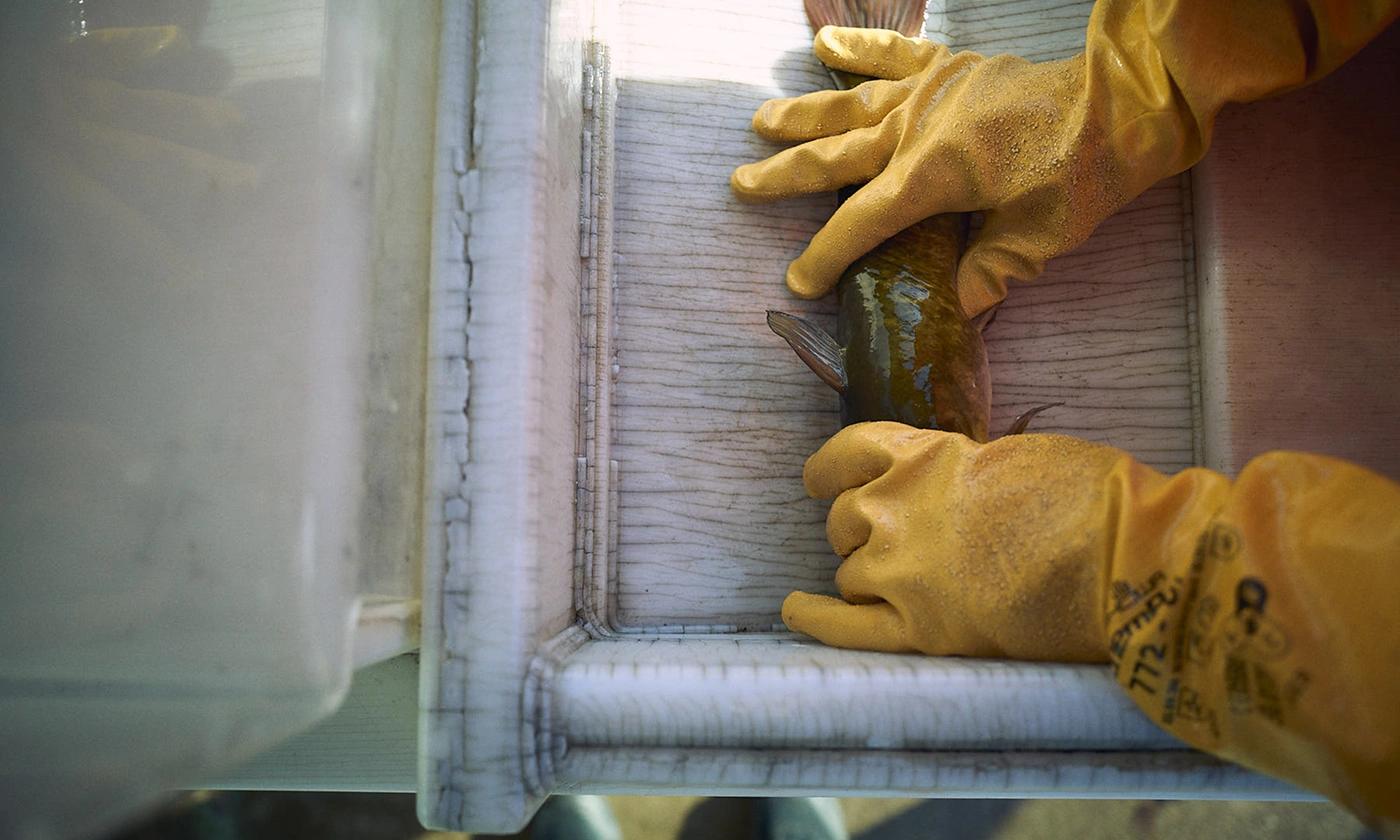 Hands in yellow gloves hold a fish on a tray