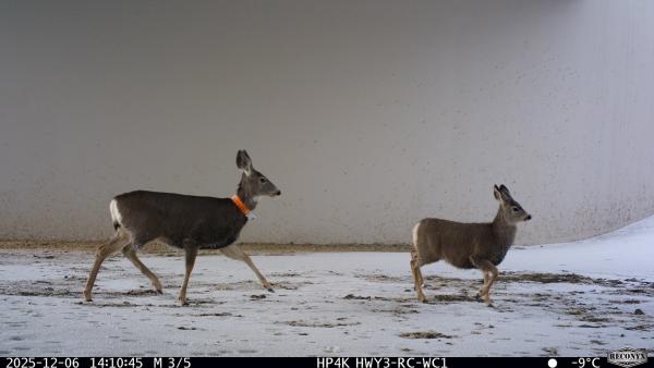 two elk