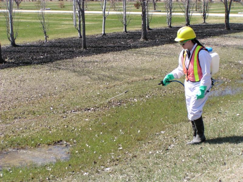 Staff monitor sitting water for mosquito larvae, then treat any that's found with either BTI-based larvicides [BTI stands for Bacillus thuringiensis subspecies israelensis, a naturally occurring soil bacterium] or methoprene-based larvicides.