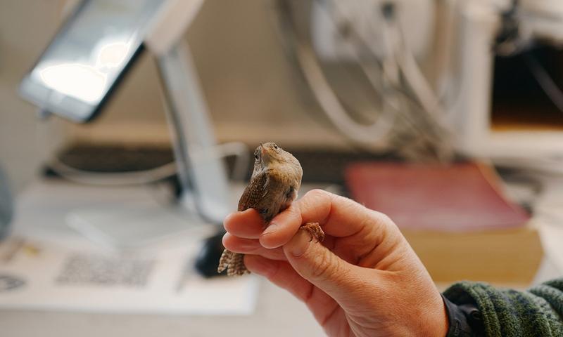 A house wren at the banding station. Motus tags allow anyone to follow a bird’s movements online.