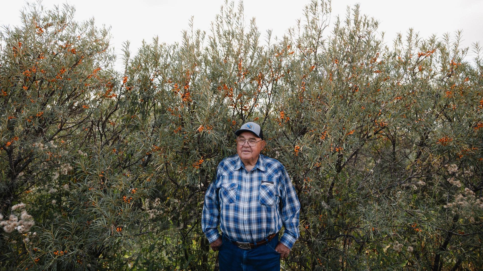 Farmer Lorne Scott next to sea buckthorn trees growing on his property.