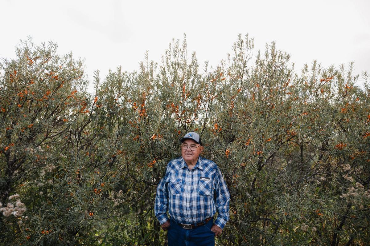 Farmer Lorne Scott next to sea buckthorn trees growing on his property.