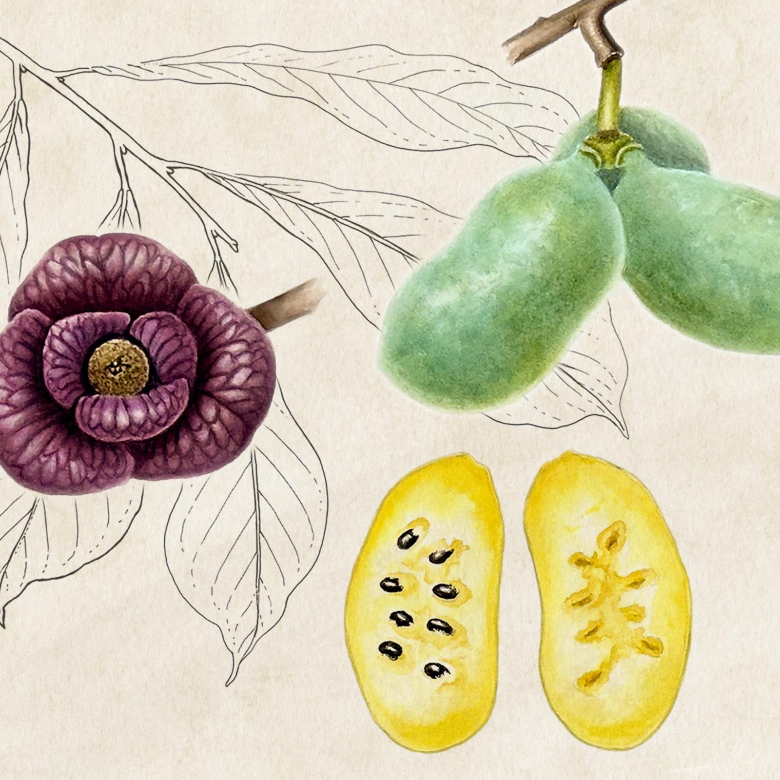 An illustration of pawpaw flowers, pawpaw fruits that are whole and green on a stem and a pawpaw cut in half to show its seeds overlaid over a line drawing of pawpaw leaves
